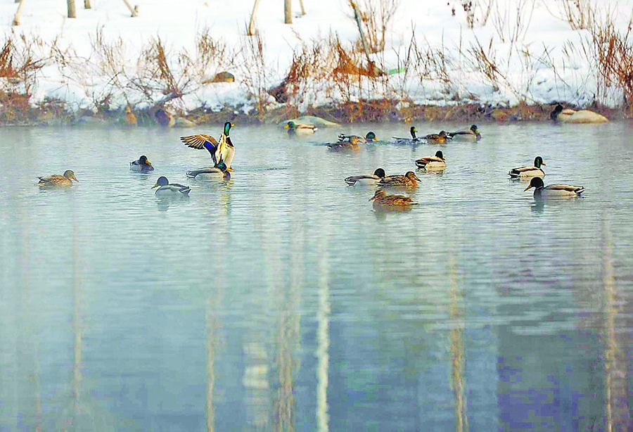 2月20日，成群的野鴨在烏魯木齊市水磨河里游弋。 秦梅花攝