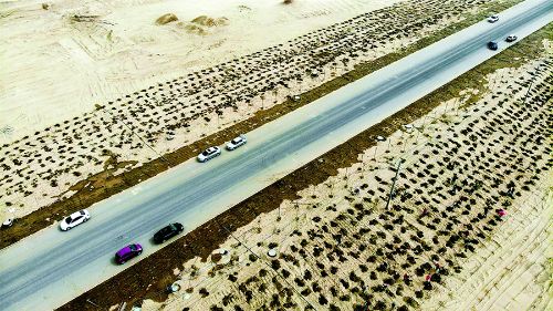 3月21日，尉犁縣干部群眾在沙漠公路旁林帶植樹(shù)。 李飛攝